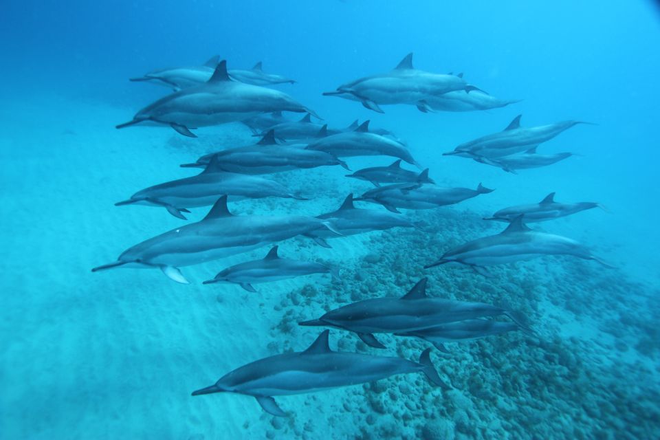 West O'ahu: Swim with Dolphins Catamaran Cruise - Morning Pickup Timing and Why Your Day Starts Early