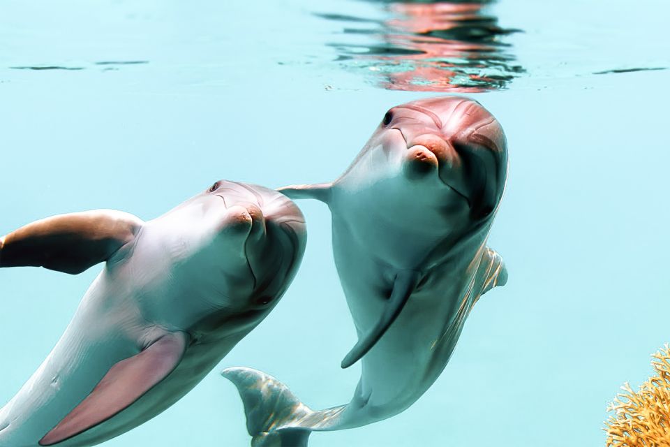 West Oahu: Turtles, Dolphins, and Snorkeling Tour with Lunch - West O‘ahu Dolphin Cruise: Guaranteed Sightings and a Clear Backup Plan