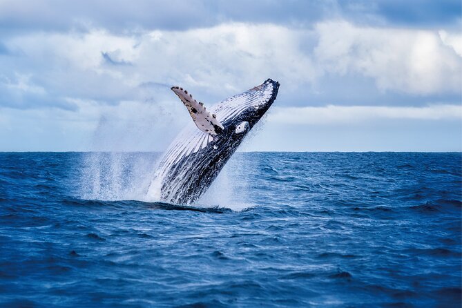 Whale & Dolphin Watching, Turtle Snorkeling - Quick Hits Before You Go