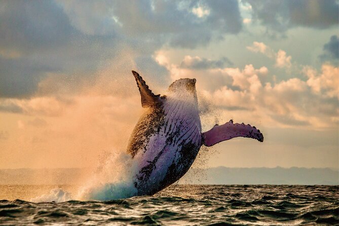 Whale & Dolphin Watching, Turtle Snorkeling - The West Oahu Catamaran Experience: Where Your Chances Improve