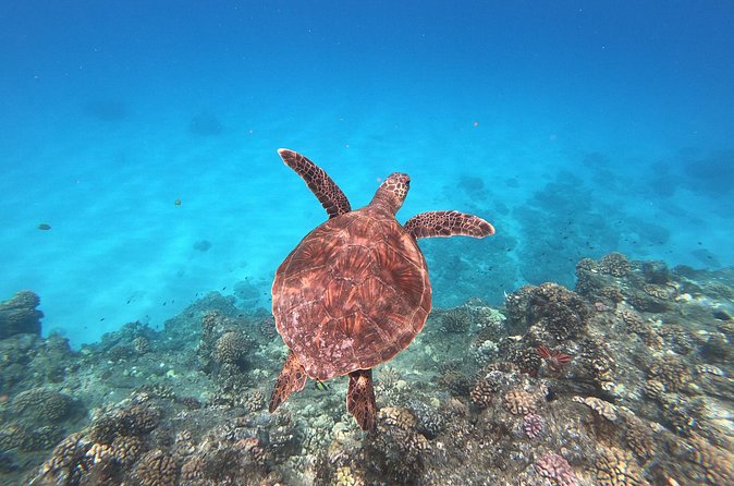 Whale & Dolphin Watching, Turtle Snorkeling - Snorkeling with Sea Turtles: The Part You’ll Remember