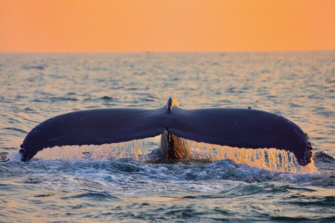 Whale & Dolphin Watching, Turtle Snorkeling - Comfort on the Boat: The Good, the Not-Perfect, and How to Prepare