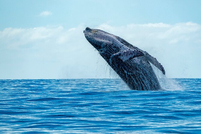 Whale Watching Adventure -Speed Boat & Small Group - Key Points You’ll Care About