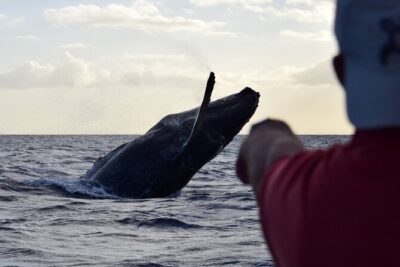 Whale Watching Adventure -Speed Boat & Small Group - Price at $105: Does It Feel Like Value?