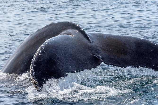 Whale Watching Adventure -Speed Boat & Small Group - Waikiki and Diamond Head Views From the Waterline