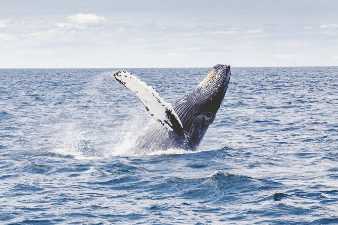 Whale Watching Adventure -Speed Boat & Small Group - Snacks, Drinks, and Crew Care in a Boat That’s Small by Design