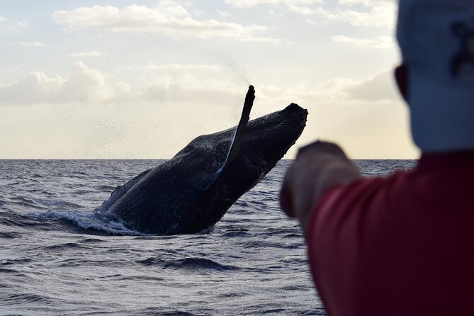 Whale Watching Adventure -Speed Boat & Small Group - Price at $105: Does It Feel Like Value?