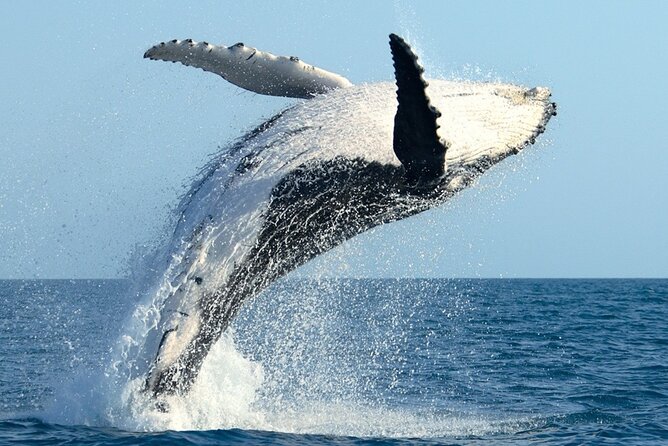 Whale Watching and Sunrise Breakfast Cruise in Honolulu - Why This Honolulu Sunrise Feels Like a Real Morning Escape