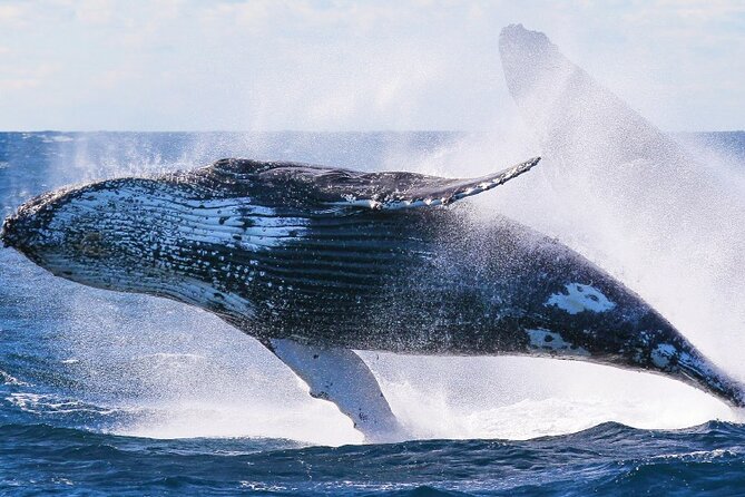 Whale Watching and Sunrise Breakfast Cruise in Honolulu - Timing, Check-In, and the Ala Moana Meeting Point