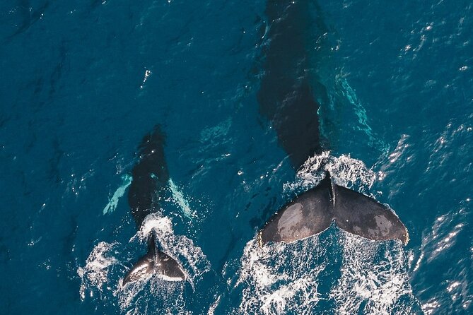 Whale Watching Cruise in Honolulu - Whale watching in Honolulu: what you’re really paying for