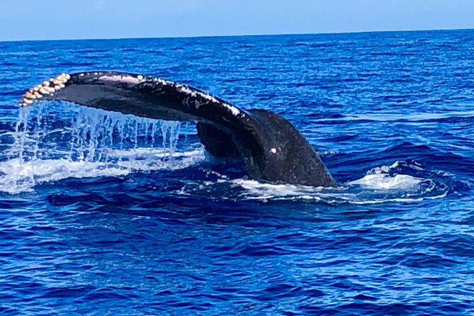 Whale Watching Cruise in Honolulu - Onboard comfort: roomy upper deck and helpful crew