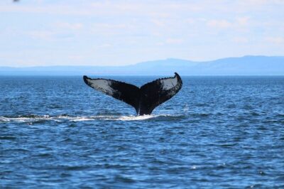 Whale Watching Cruise in Honolulu - Price and value at $45: deck time beats add-ons