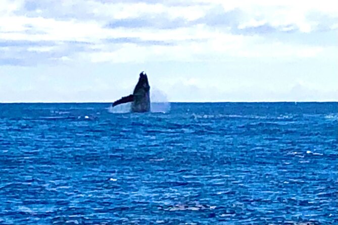 Whale Watching Cruise in Honolulu - Food and drinks: what to expect from the onboard vibe