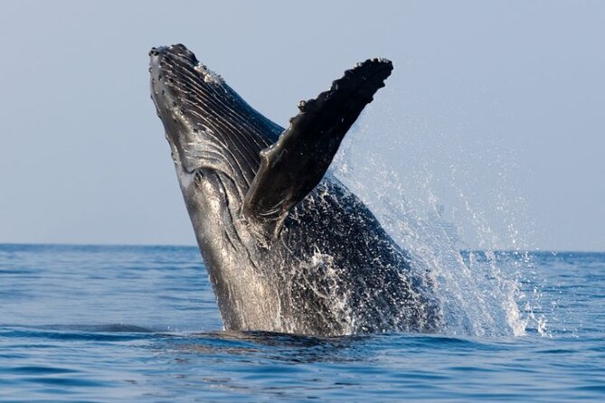 Whale Watching Cruise in Honolulu - Whale odds: what season and timing can do for you
