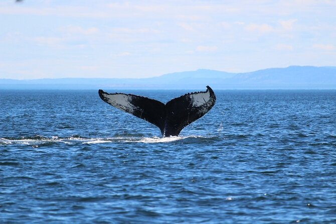 Whale Watching Cruise in Honolulu - Price and value at $45: deck time beats add-ons
