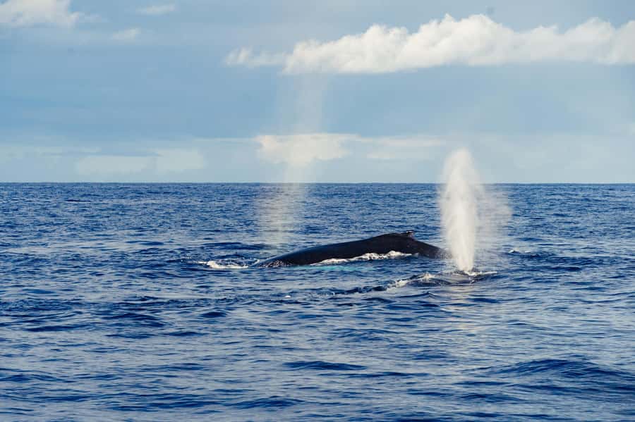 Whale Watching Cruise in Waikiki Oahu - SEE THE HUMPBACKS! - Key things to know before you go