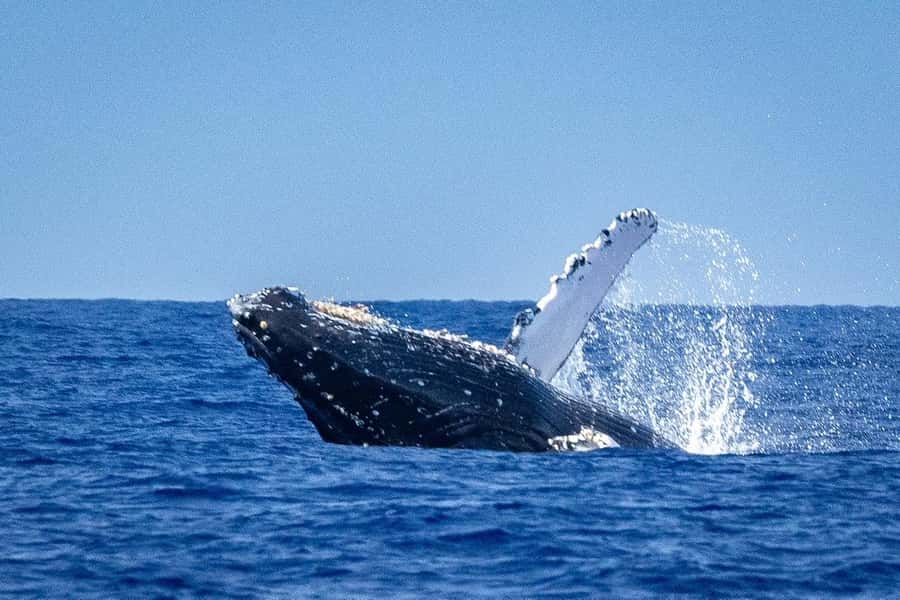 Whale Watching Cruise in Waikiki Oahu - SEE THE HUMPBACKS! - Whale Watching in Waikiki: What You’re Really Paying For