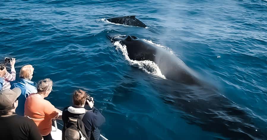 Whale Watching Cruise in Waikiki Oahu - SEE THE HUMPBACKS! - Island Princess on a 150-Minute Whale Hunt: What the Time Feels Like