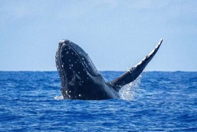 Whale Watching Cruise in Waikiki Oahu - SEE THE HUMPBACKS! - Getting to Kewalo Basin Harbor Slip F-16 Without Stress