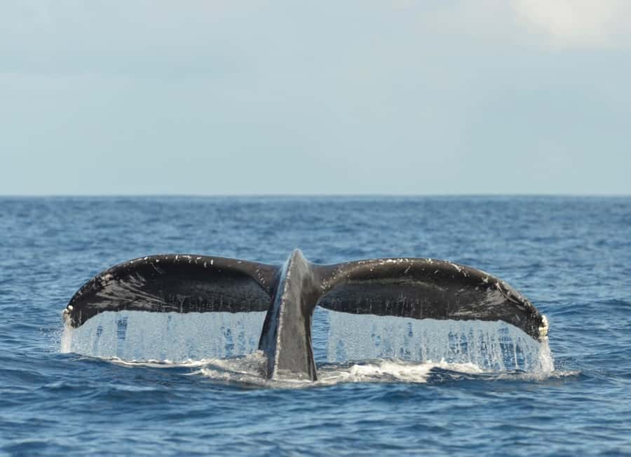 Whale Watching Cruise in Waikiki Oahu - SEE THE HUMPBACKS! - On-Board Food, Drinks, and the Alcohol Rule That Matters