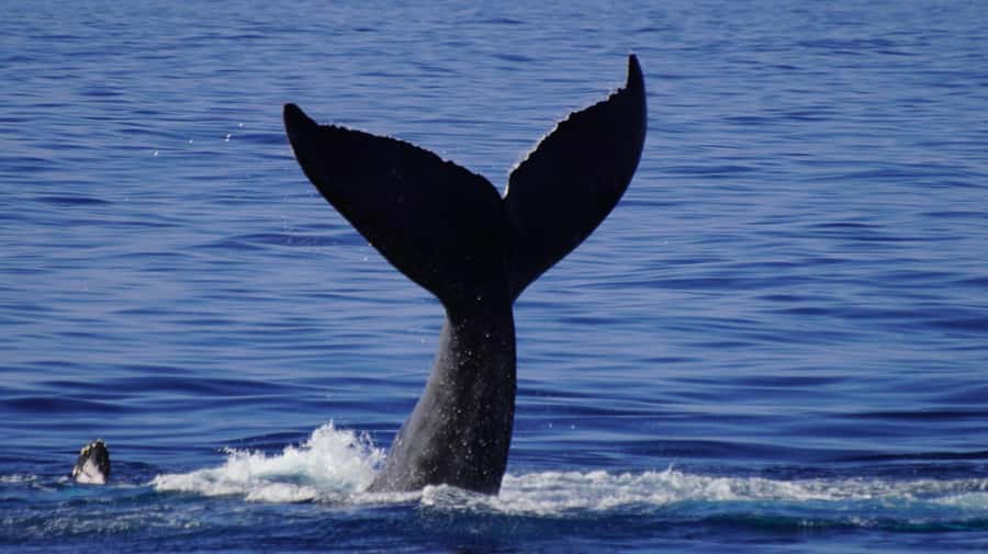 Whale Watching Cruise in Waikiki Oahu - SEE THE HUMPBACKS! - Crew + Captain Ryan + Wylie: Why “Where They Go” Changes Your Odds