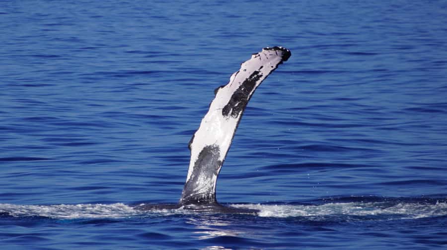 Whale Watching Cruise in Waikiki Oahu - SEE THE HUMPBACKS! - Seasickness Prep: Small Steps Before You Board