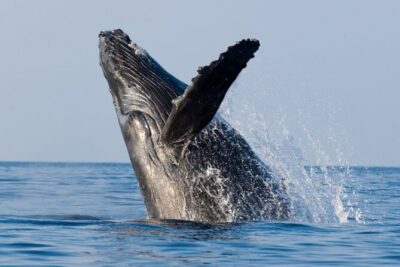 Whale Watching & Late Breakfast Cruise in Honolulu - Diamond Head Lighthouse stop: seeing Lēʻahi from the sea