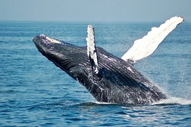 Whale Watching Sail in Honolulu with Open Bar - Key highlights you’ll feel immediately