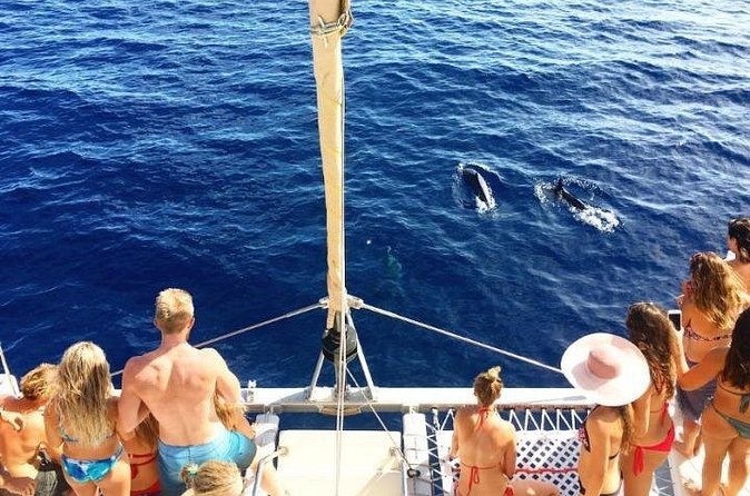 Whale Watching Sail in Honolulu with Open Bar - Marine life beyond humpbacks: what to watch for