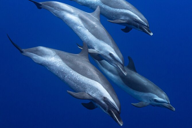 Wild Dolphin Watching and Snorkel Safari Off West Coast of Oahu - What you can realistically see in a 3-hour hunt